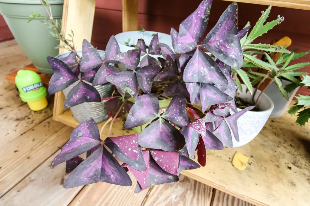 oxalis triangularis with leaf spots