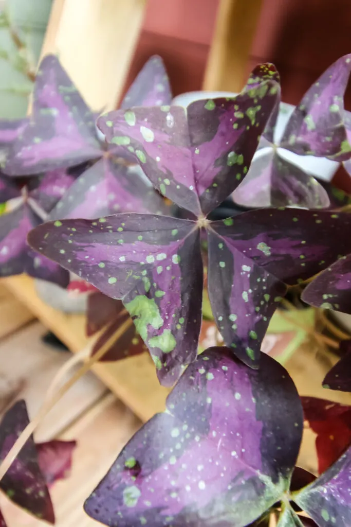 oxalis triangularis with leaf spots