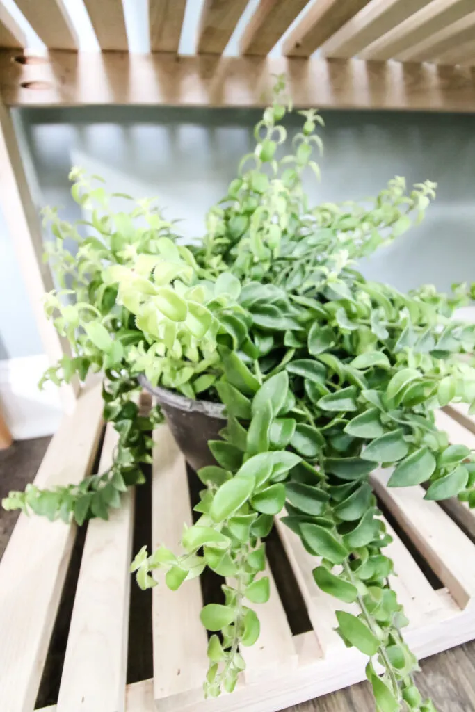 twisted lipstick plant in a pot on a shelf