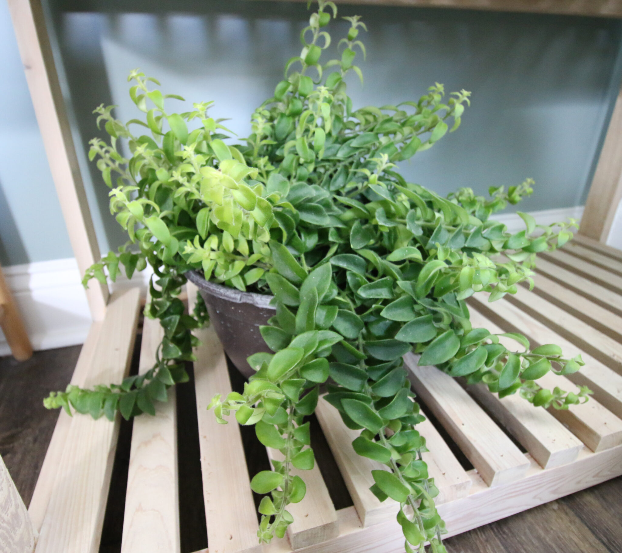 Twisted Lipstick Plant Care Guide keep your plants alive