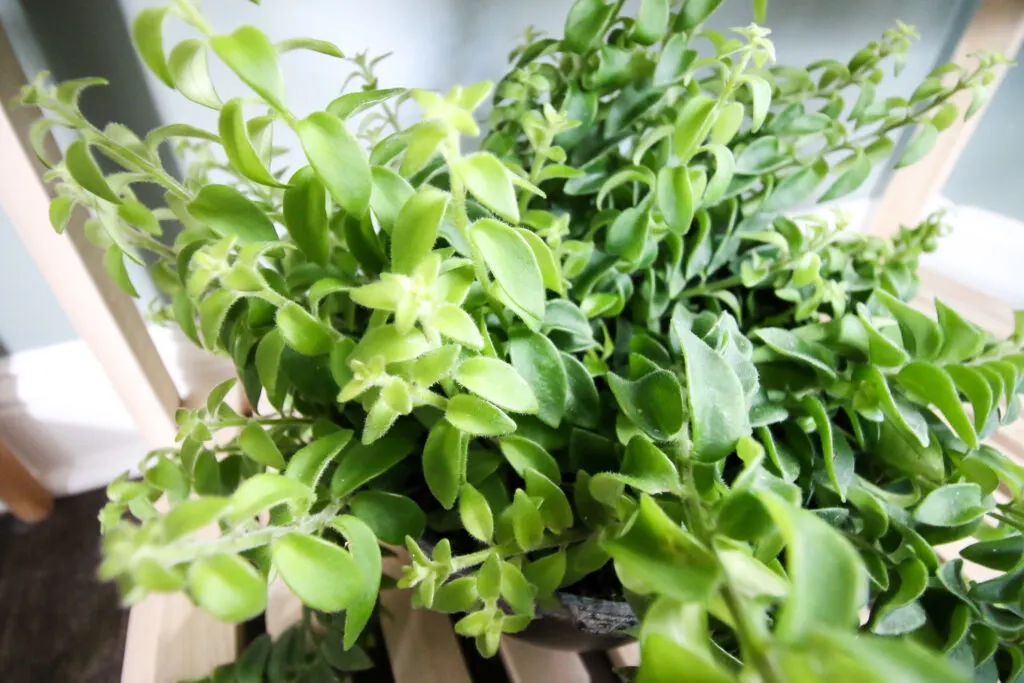 twisted lipstick plant in a pot on a shelf