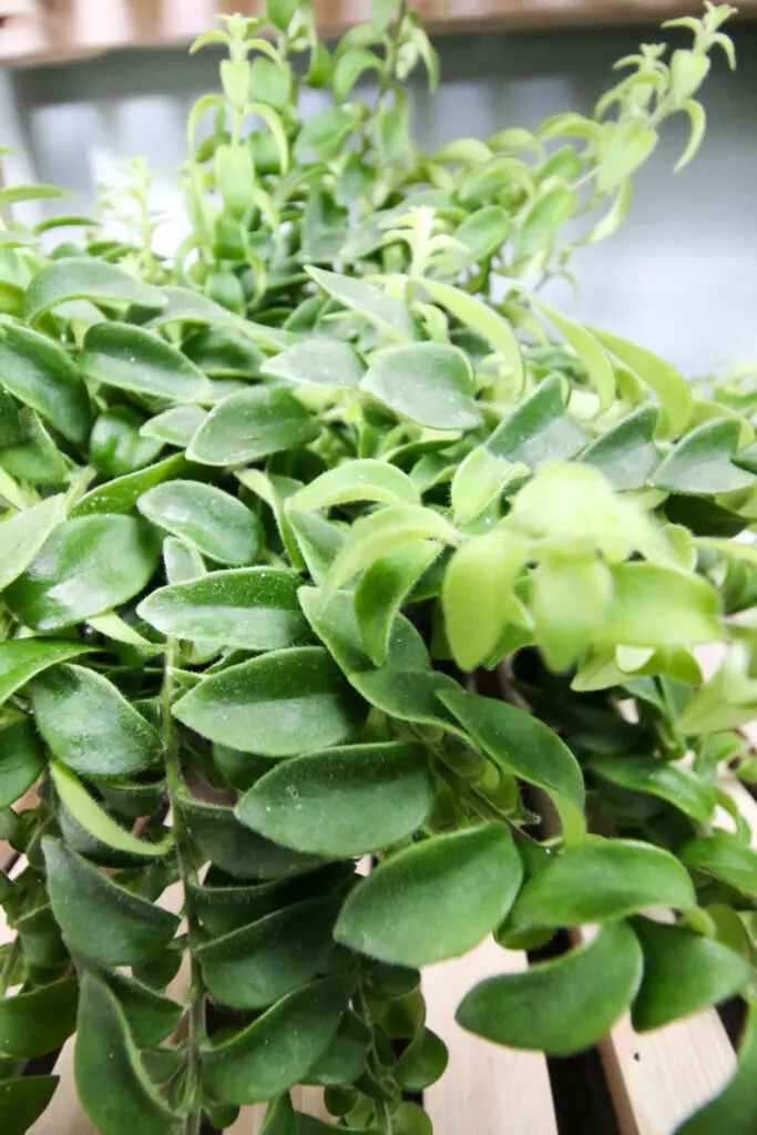 twisted lipstick plant in a pot on a shelf