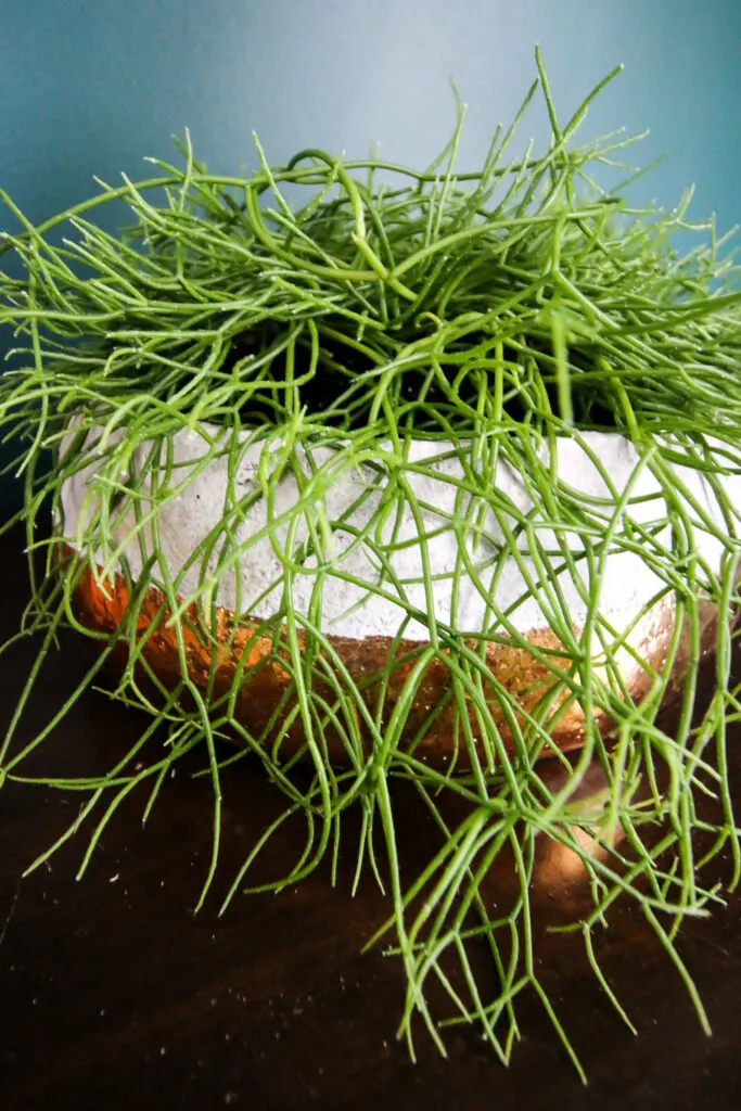 trailing mistletoe cactus plant in a pot