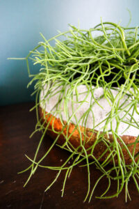 Trailing Mistletoe Cactus care guide (rhipsalis capilliformis) - keep