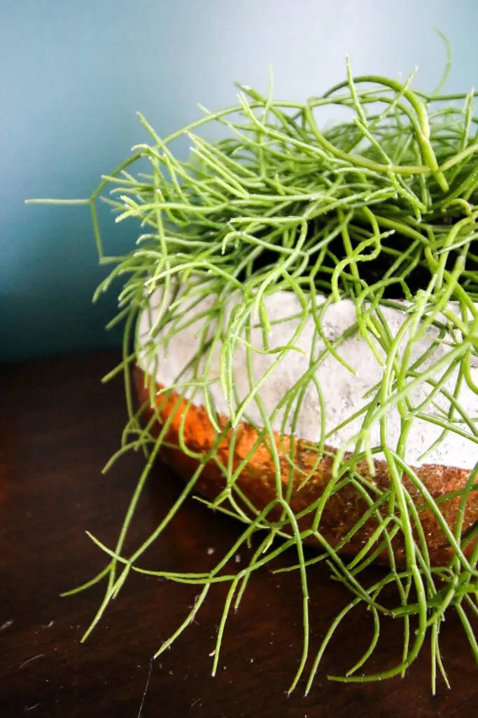 trailing mistletoe cactus plant in a pot