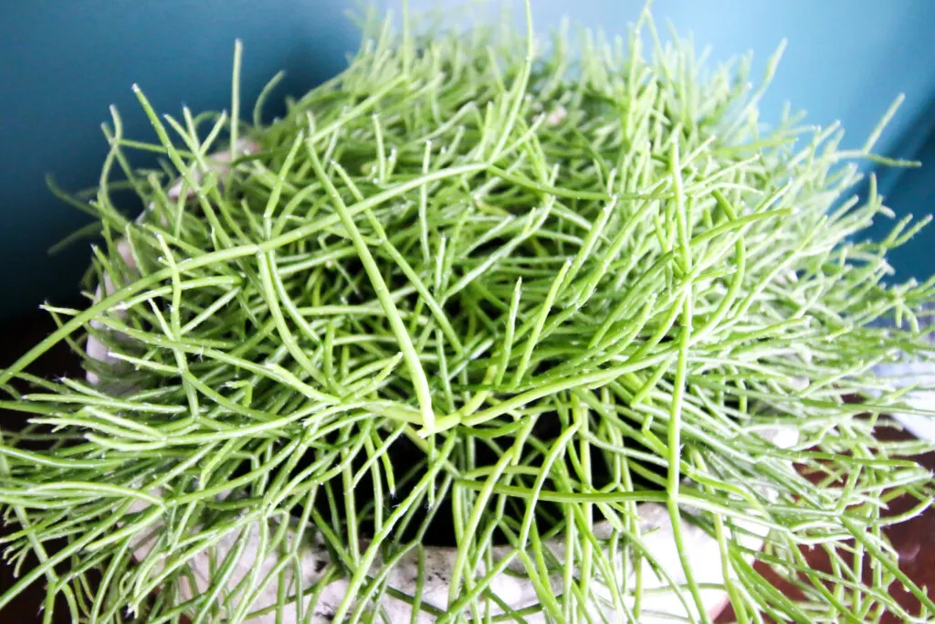 trailing mistletoe cactus plant in a pot