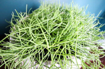 Trailing Mistletoe Cactus care guide (rhipsalis capilliformis) - keep