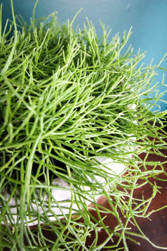 trailing mistletoe cactus plant in a pot