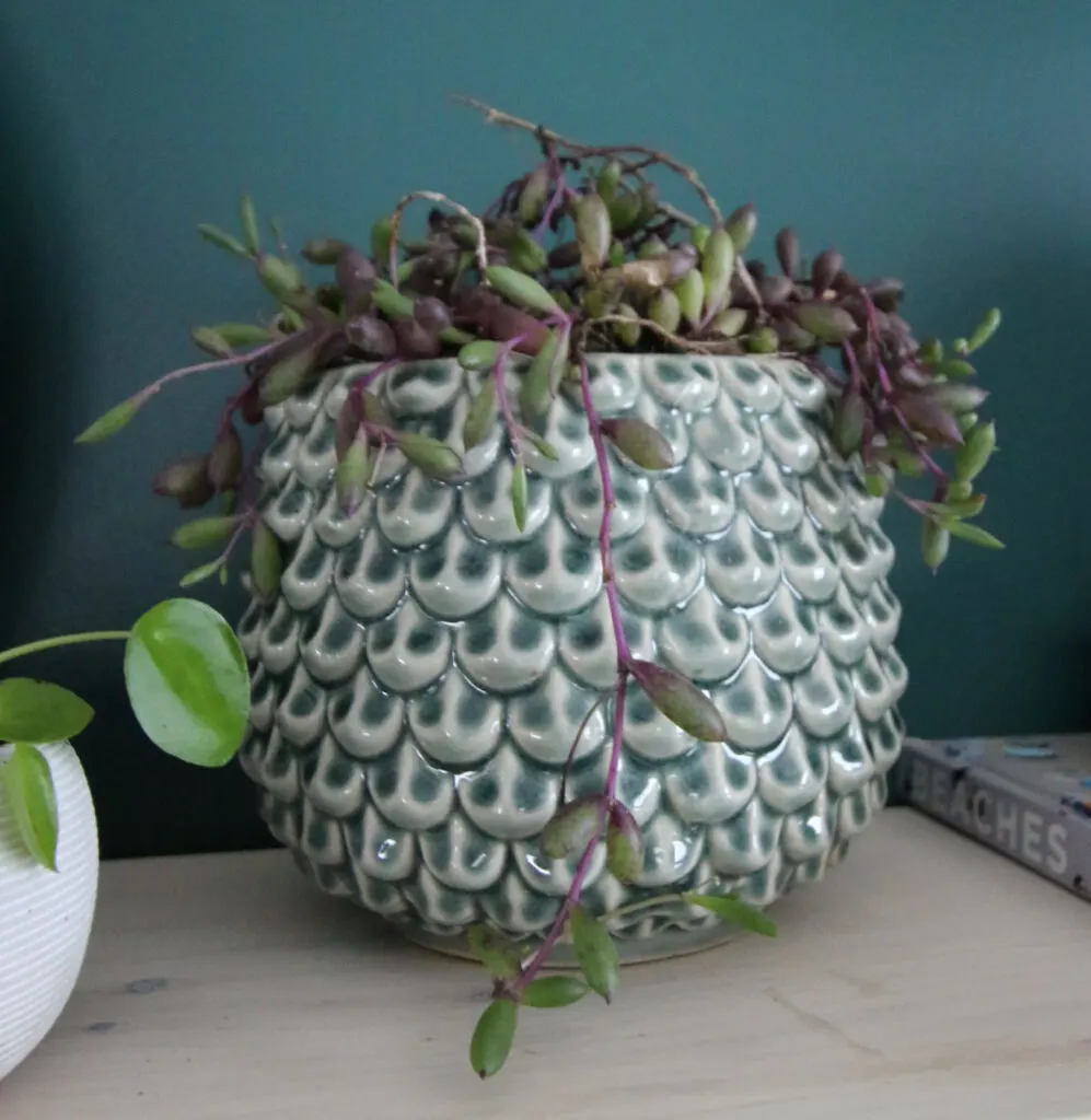 string of rubies plant in a pot