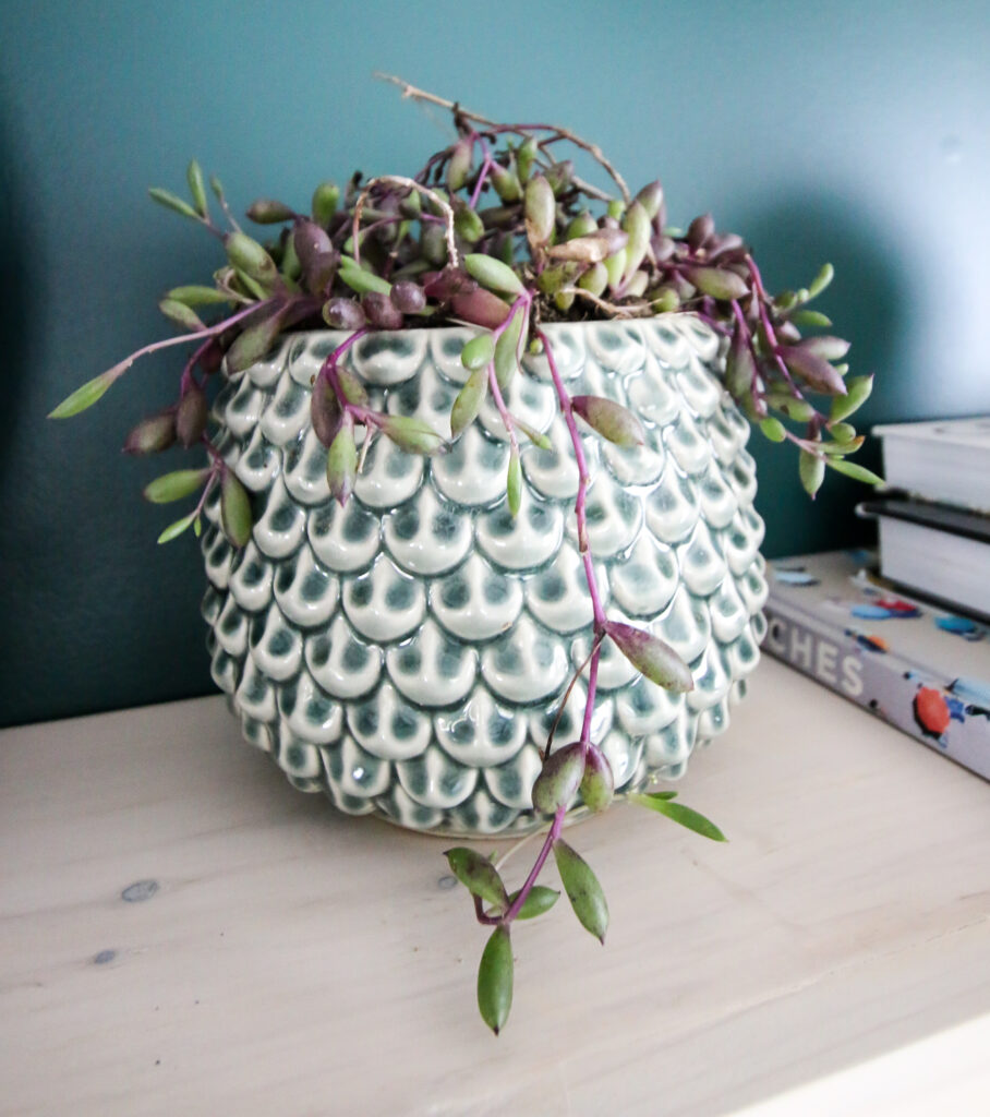string of rubies plant in a pot