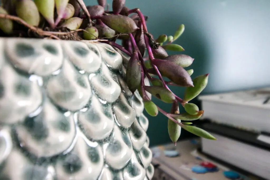 string of rubies plant in a pot