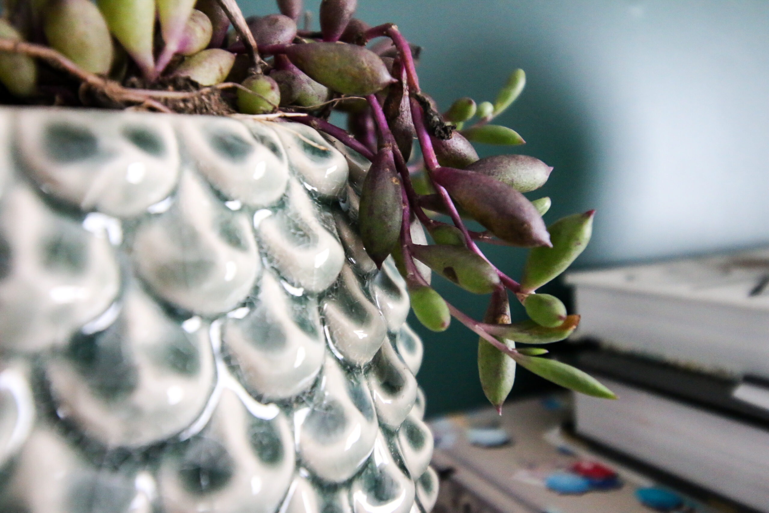 String of rubies plant