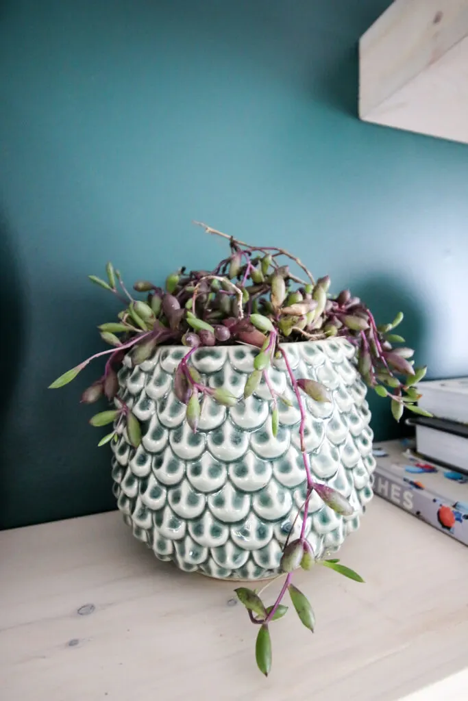 string of rubies plant in a pot