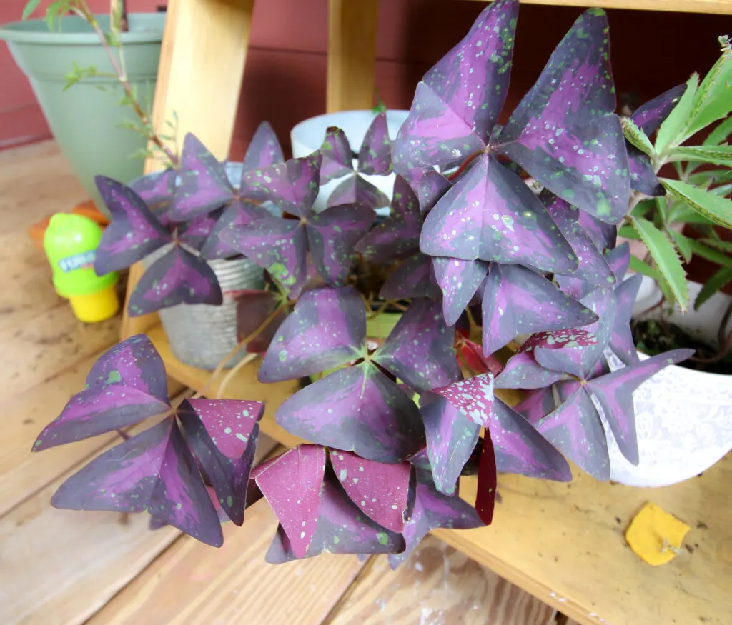 oxalis triangularis with leaf spots