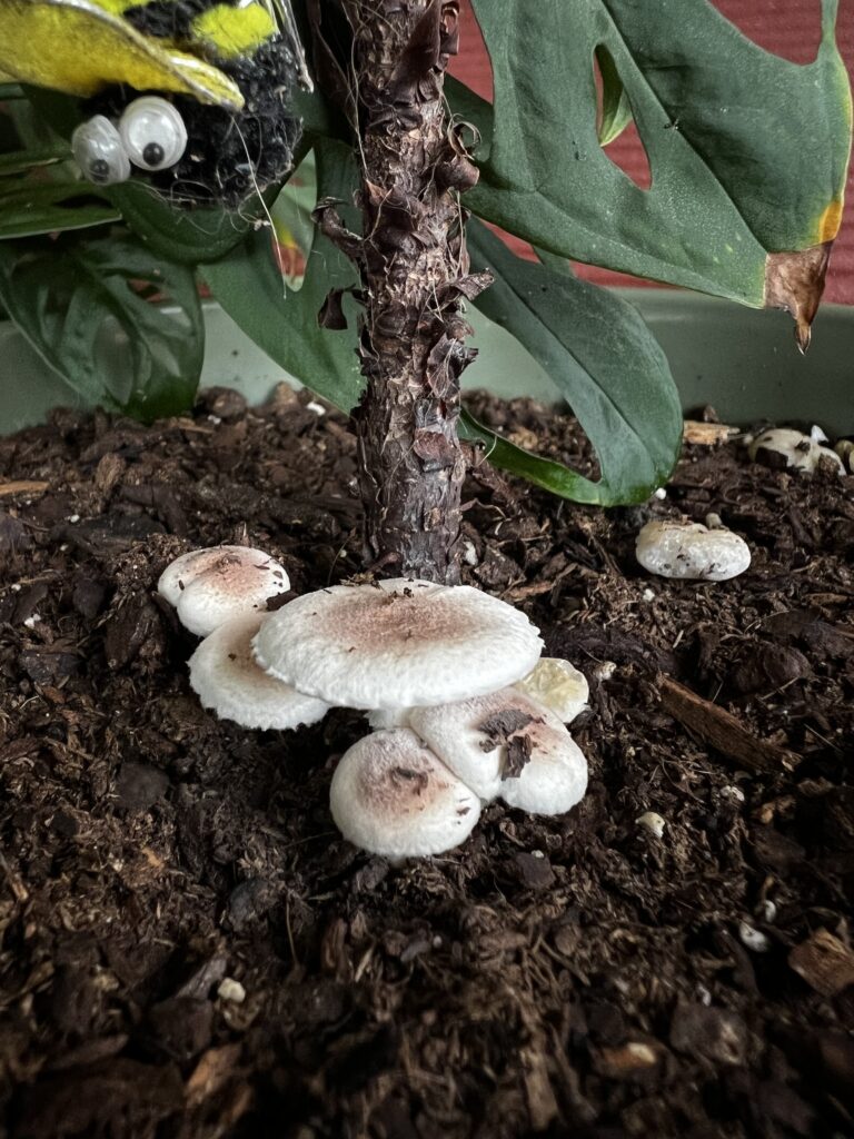 mushrooms growing in a potted plant