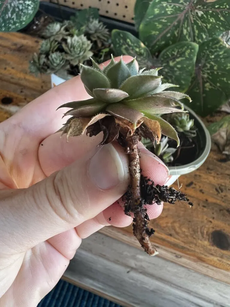 separating hens and chicks plants