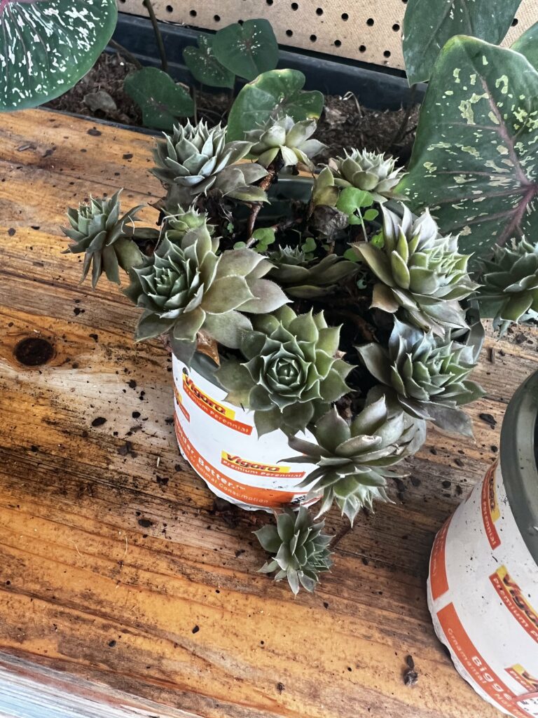 separating hens and chicks plants