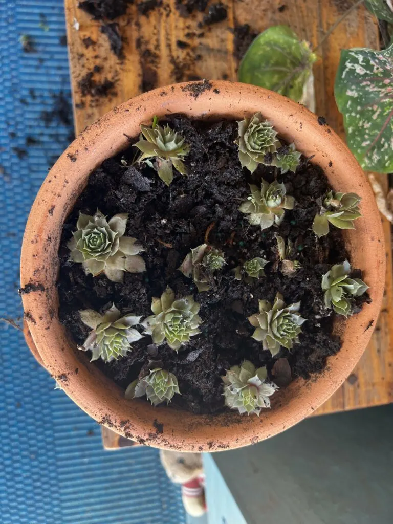 separating hens and chicks plants