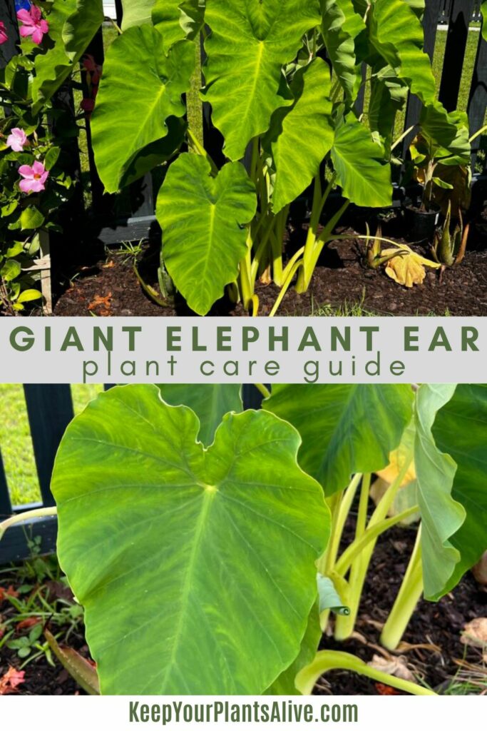 giant elephant ear plant care guide