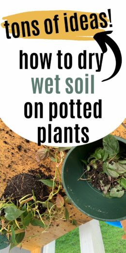 How to dry overwatered soil - keep your plants alive