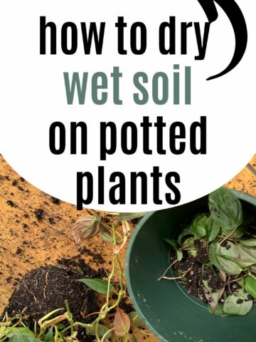 how to dry wet soil on potted plants