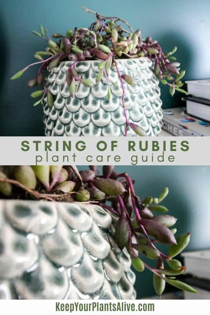string of rubies plant care guide