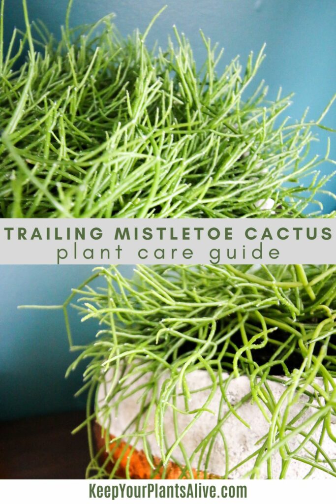 trailing mistletoe cactus plant care guide