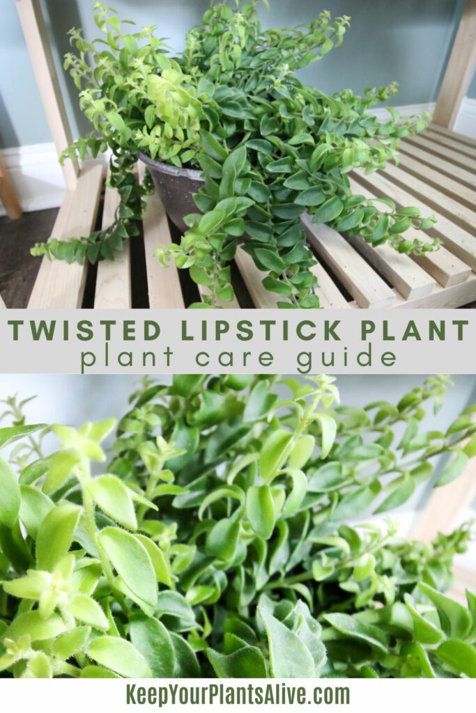 twisted lipstick plant care guide