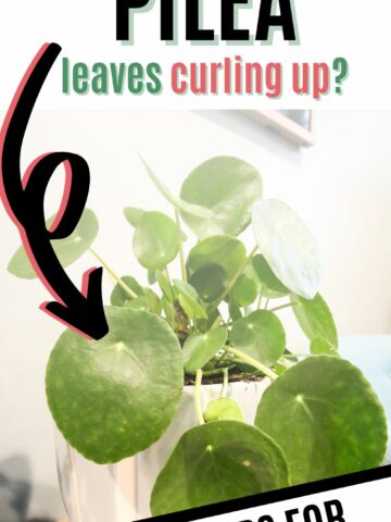 why are my pilea leaves curling up