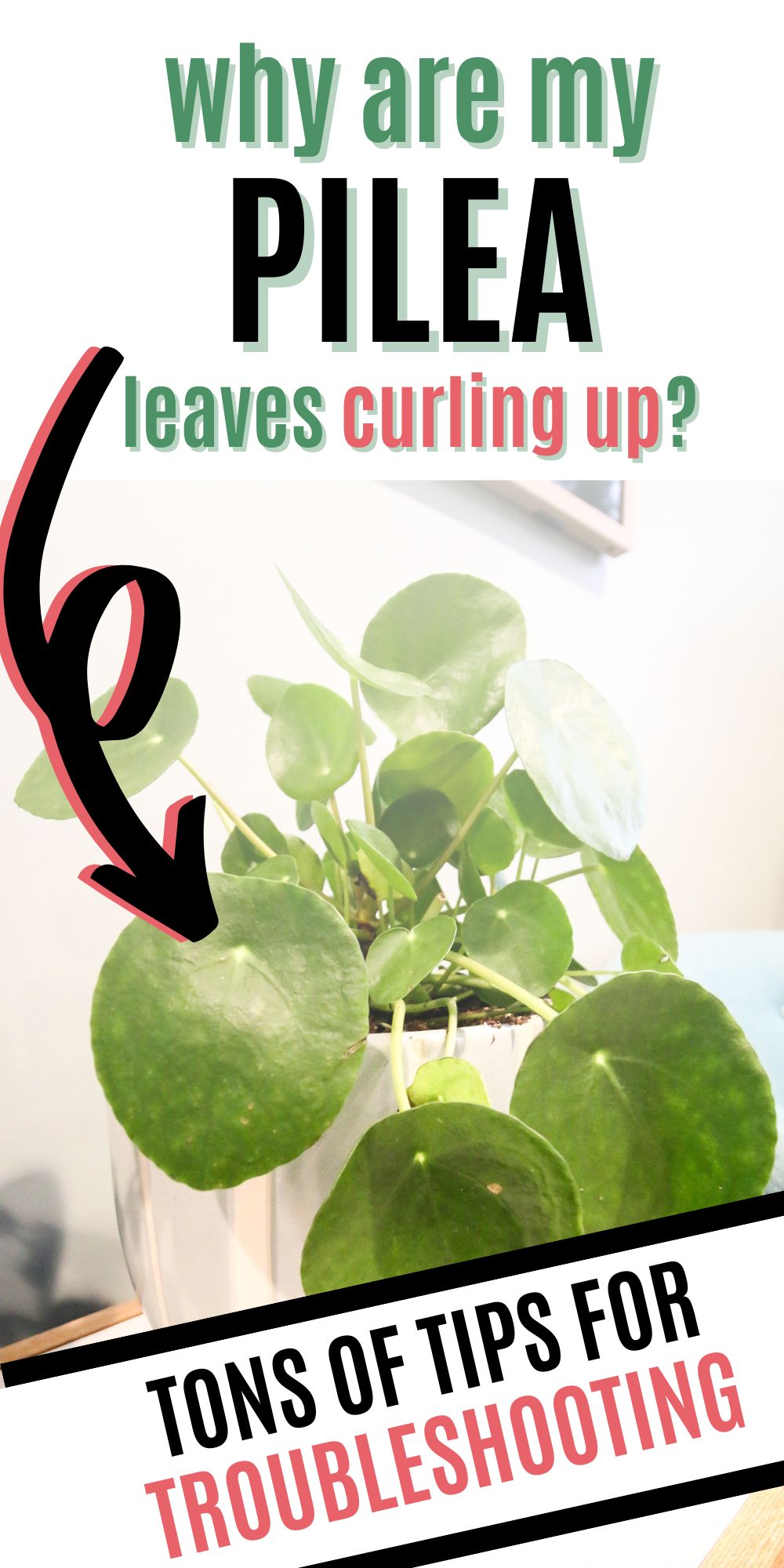 why are my pilea leaves curling up