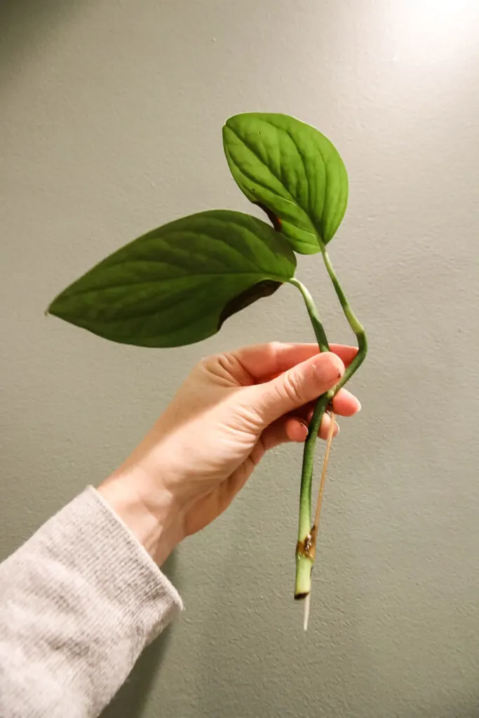 rooted monstera peru cutting