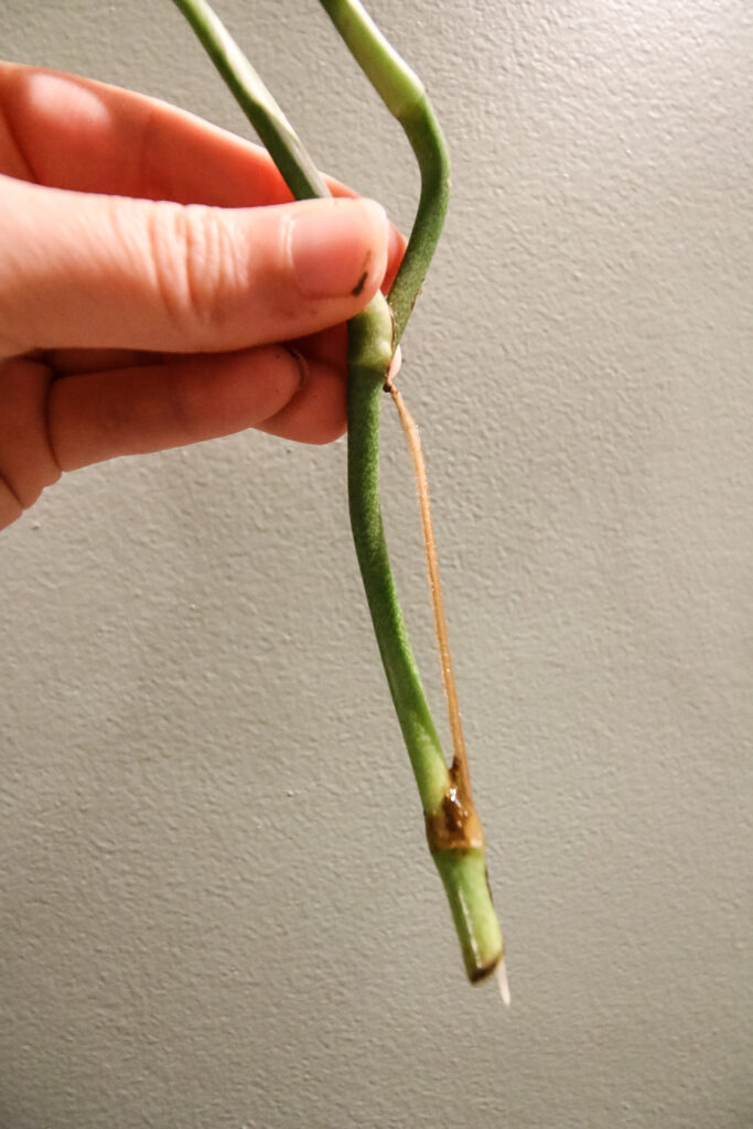 root on a monstera peru cutting