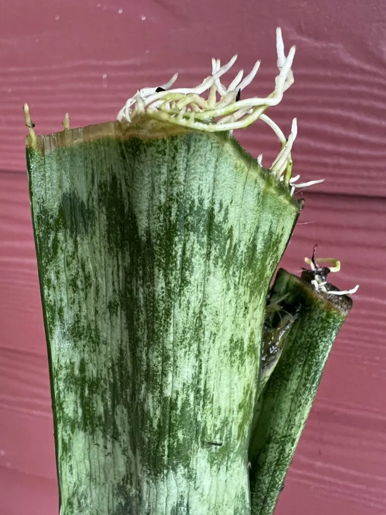 snake plant cutting roots