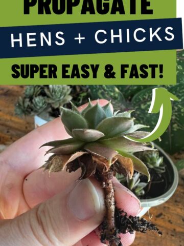 how to separate and propagate hens and chicks plants