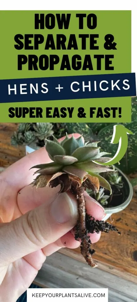 how to separate and propagate hens and chicks plants