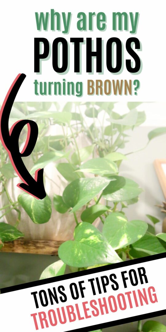 Why is my pothos turning brown? keep your plants alive