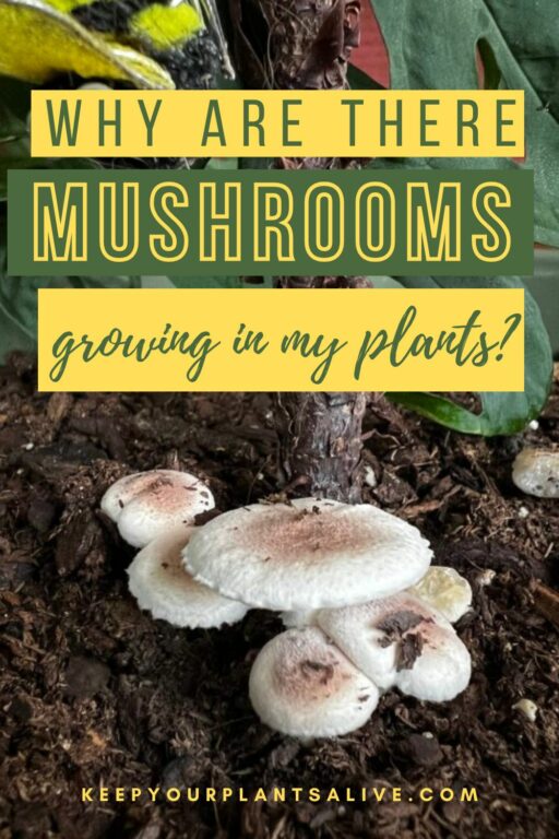 What does it mean when mushrooms grow in your plants? - keep your ...