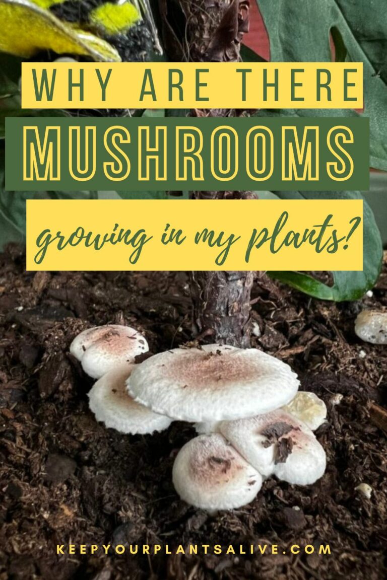 What does it mean when mushrooms grow in your plants? keep your