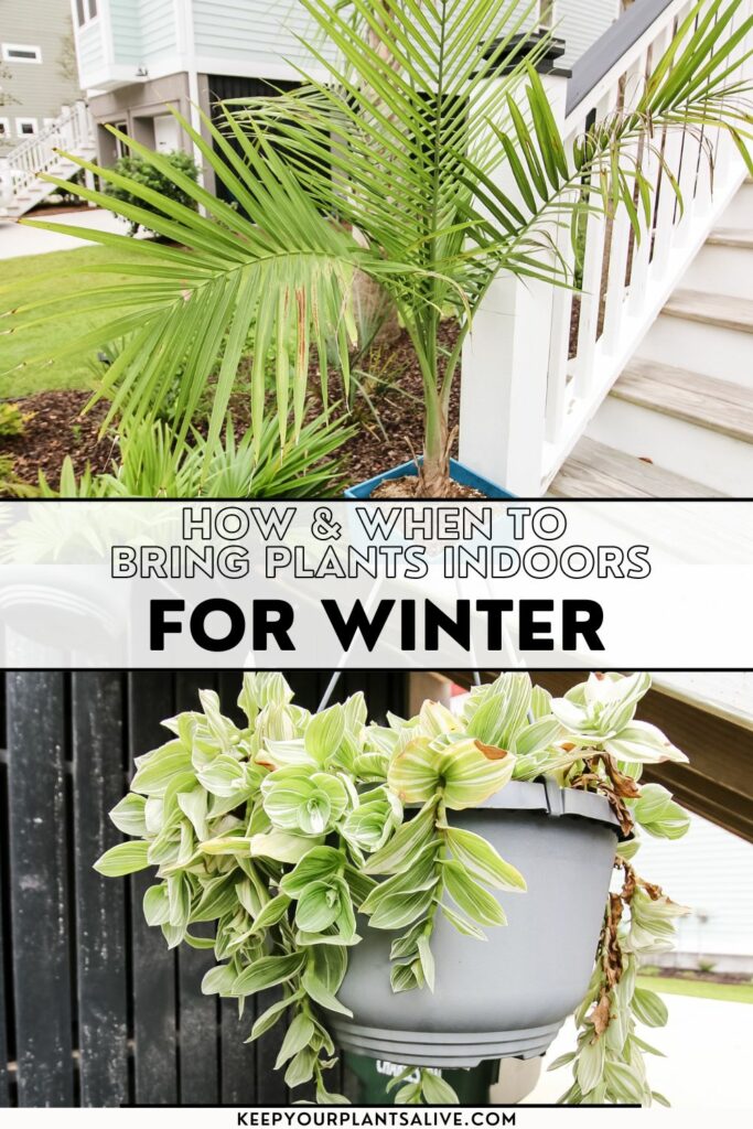how and when to bring plants indoors for winter