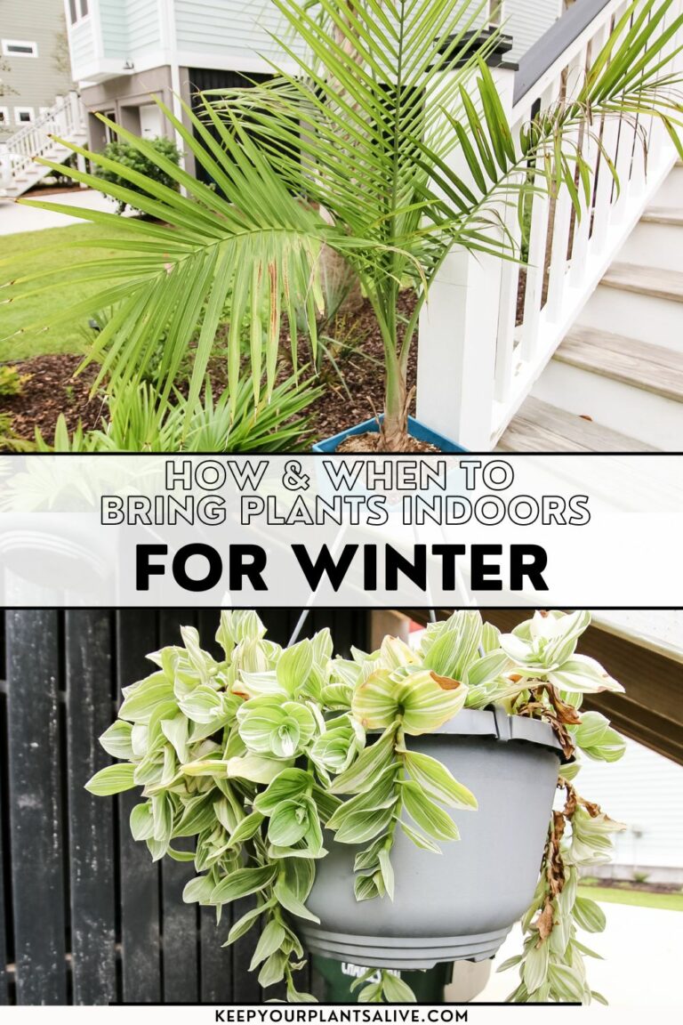 When to bring plants inside for winter keep your plants alive