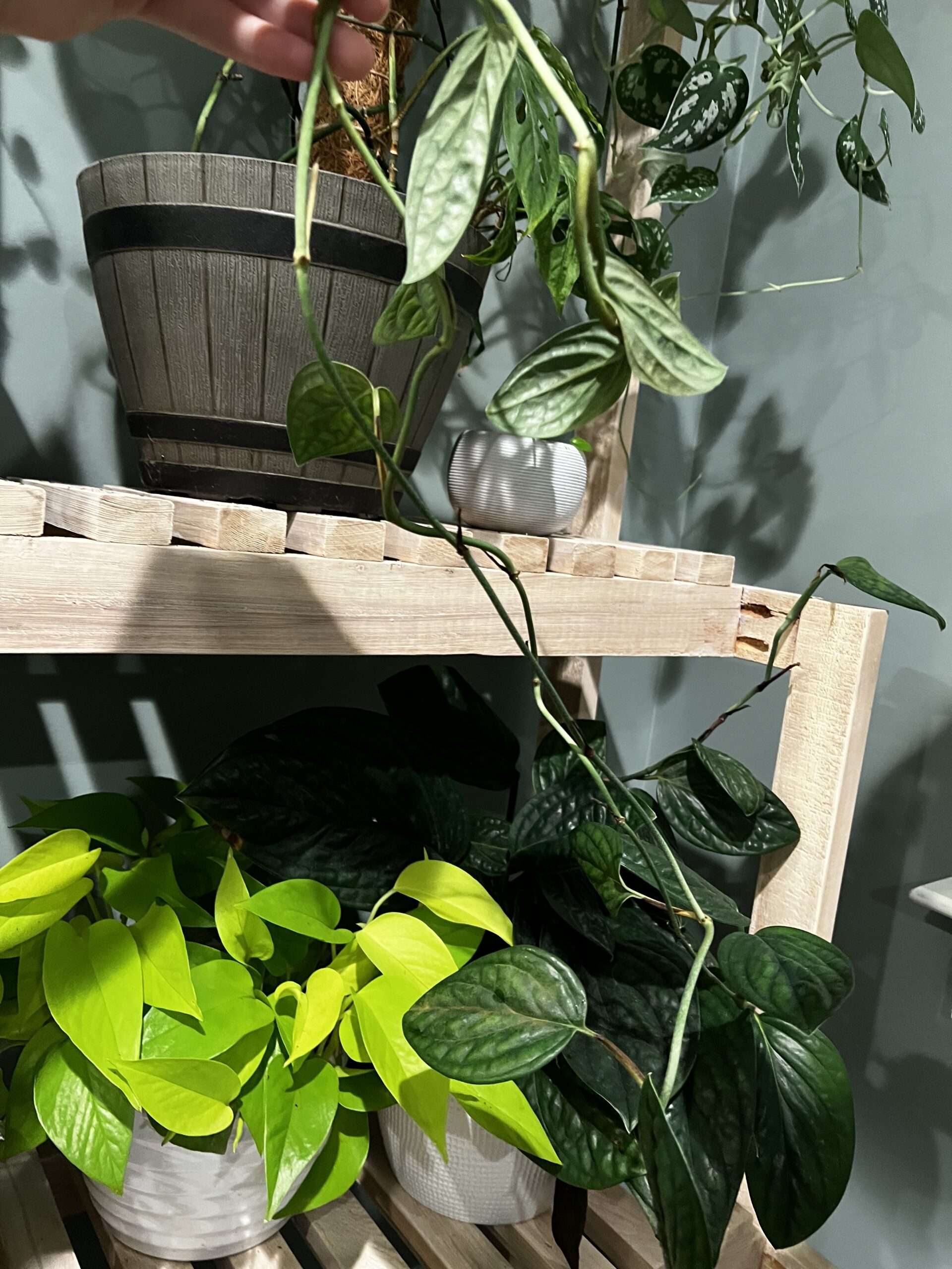 Why is my pothos leggy & how to fix it! keep your plants alive