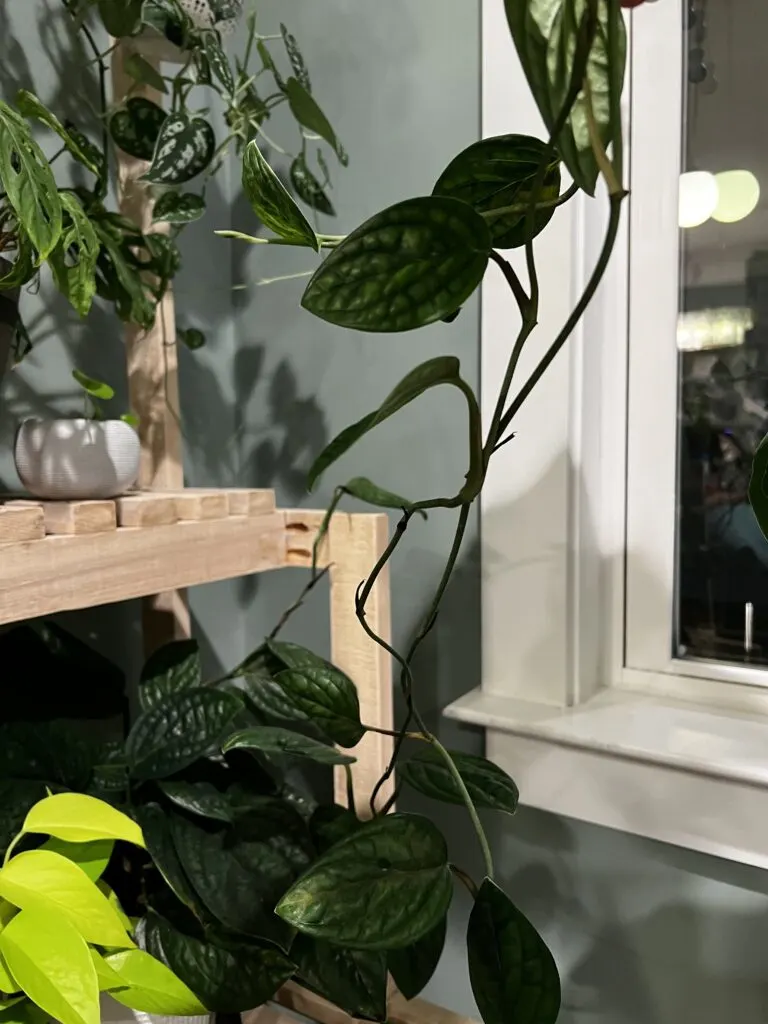 long stretch of pothos branch without leaves