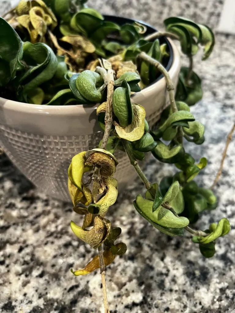 hindu hoya rope plant yellow withered leaves