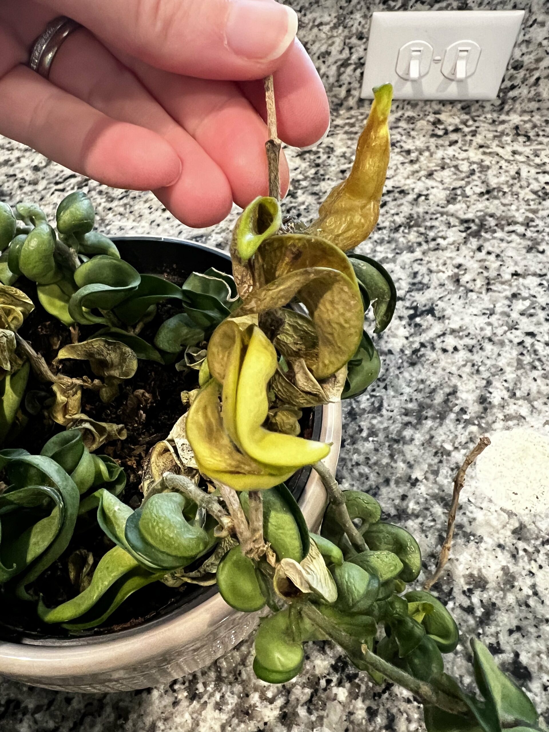 cutting brown spot off of fiddle leaf fig plant