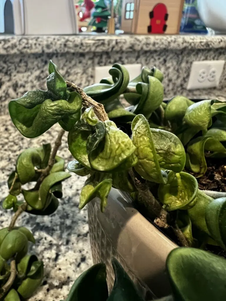 hindu hoya rope plant yellow withered leaves