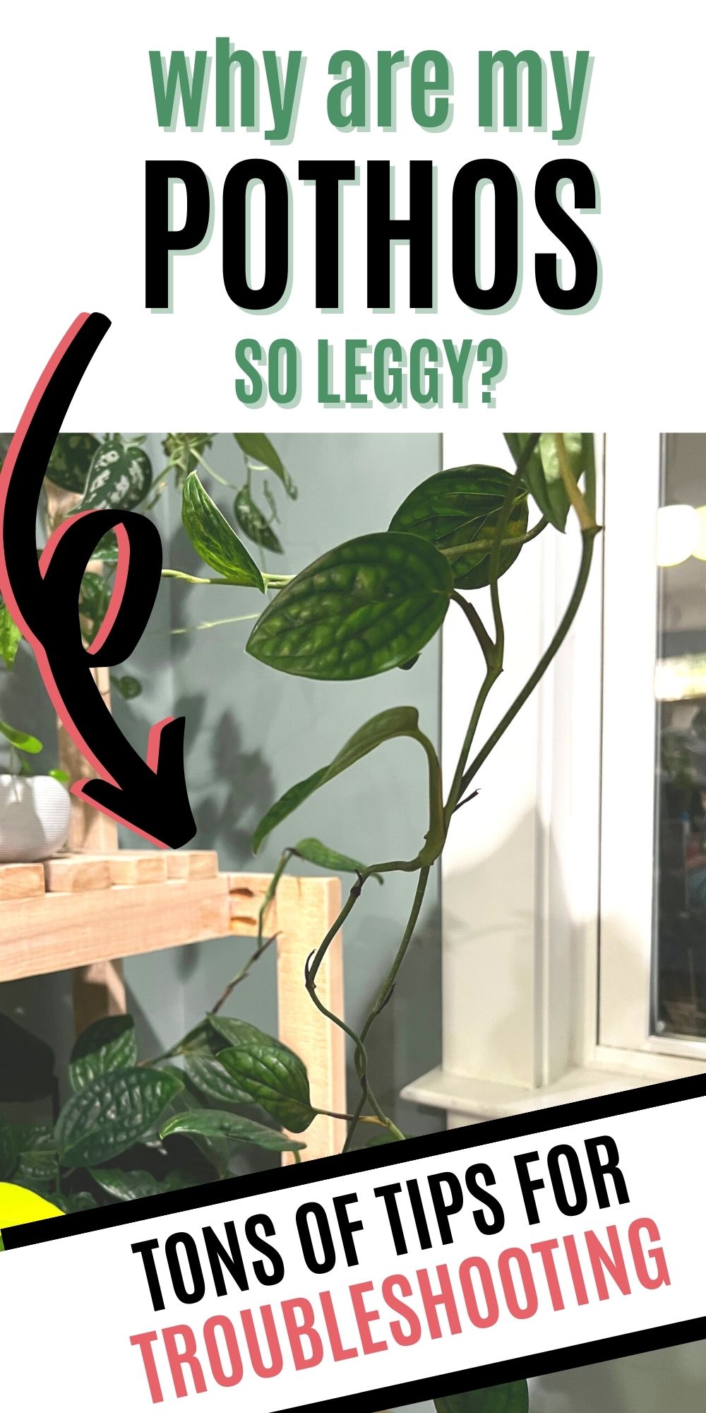 why is my pothos so leggy