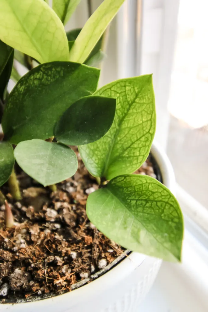 close up of chameleon zz plant in a white pot