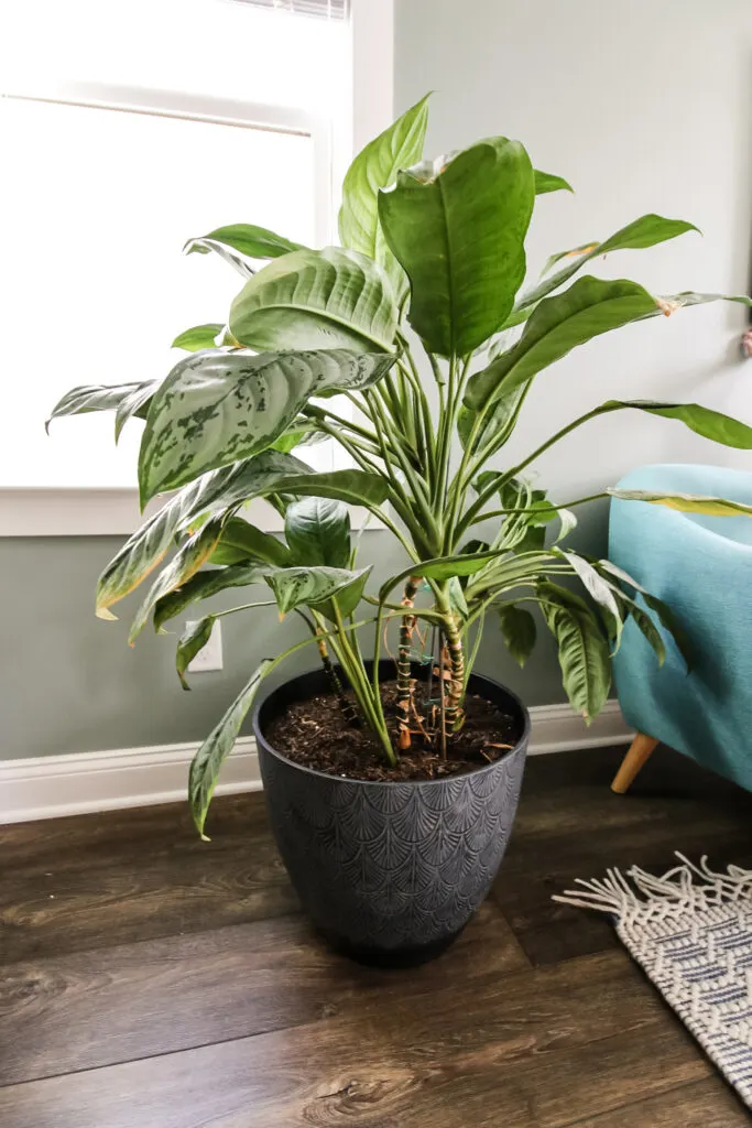 staking a chinese evergreen plant