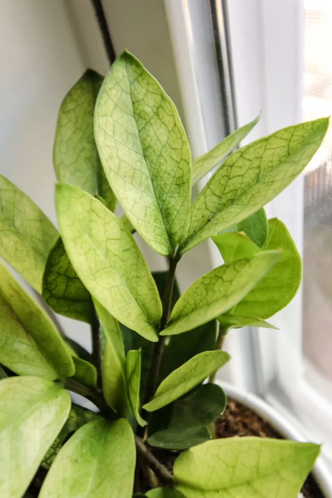 close up of chameleon zz plant in a white pot