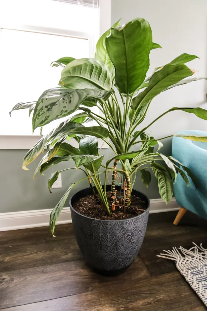 chinese evergreen plant in a pot